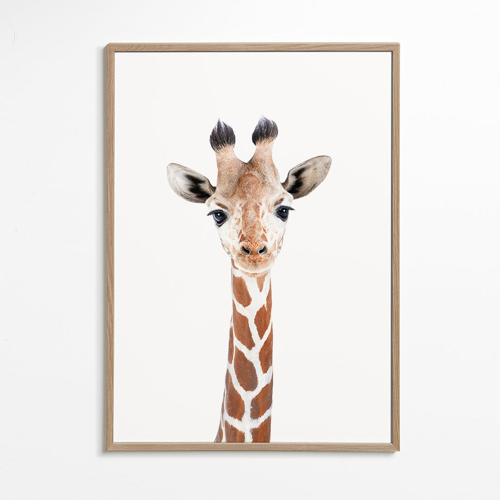Plakat giraff portræt på hvid baggrund