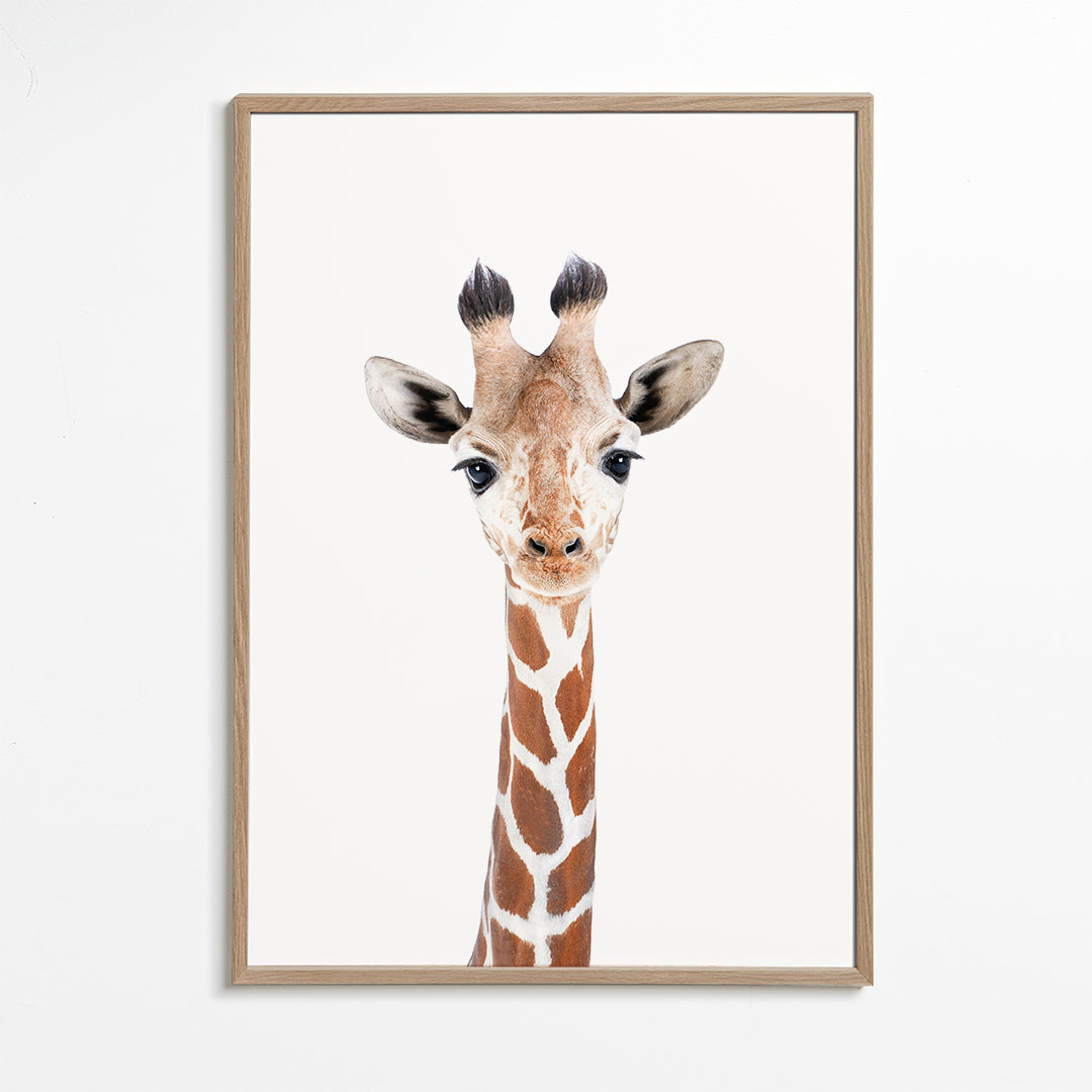Plakat giraff portræt på hvid baggrund