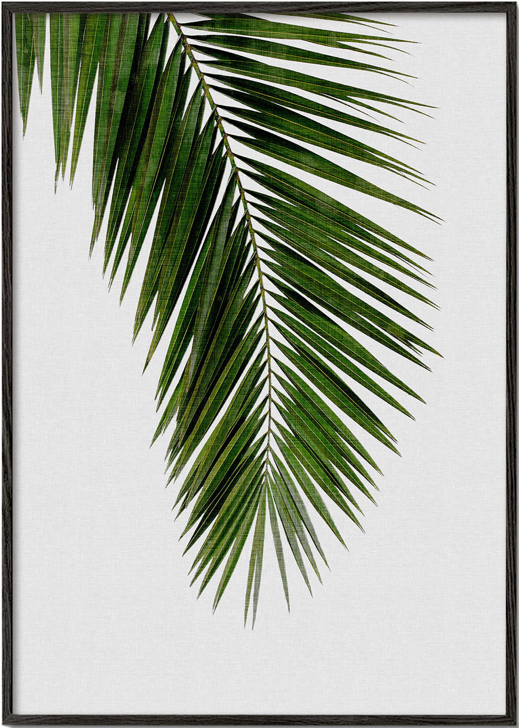 Botanisk plakat: vertikalt palmeblad