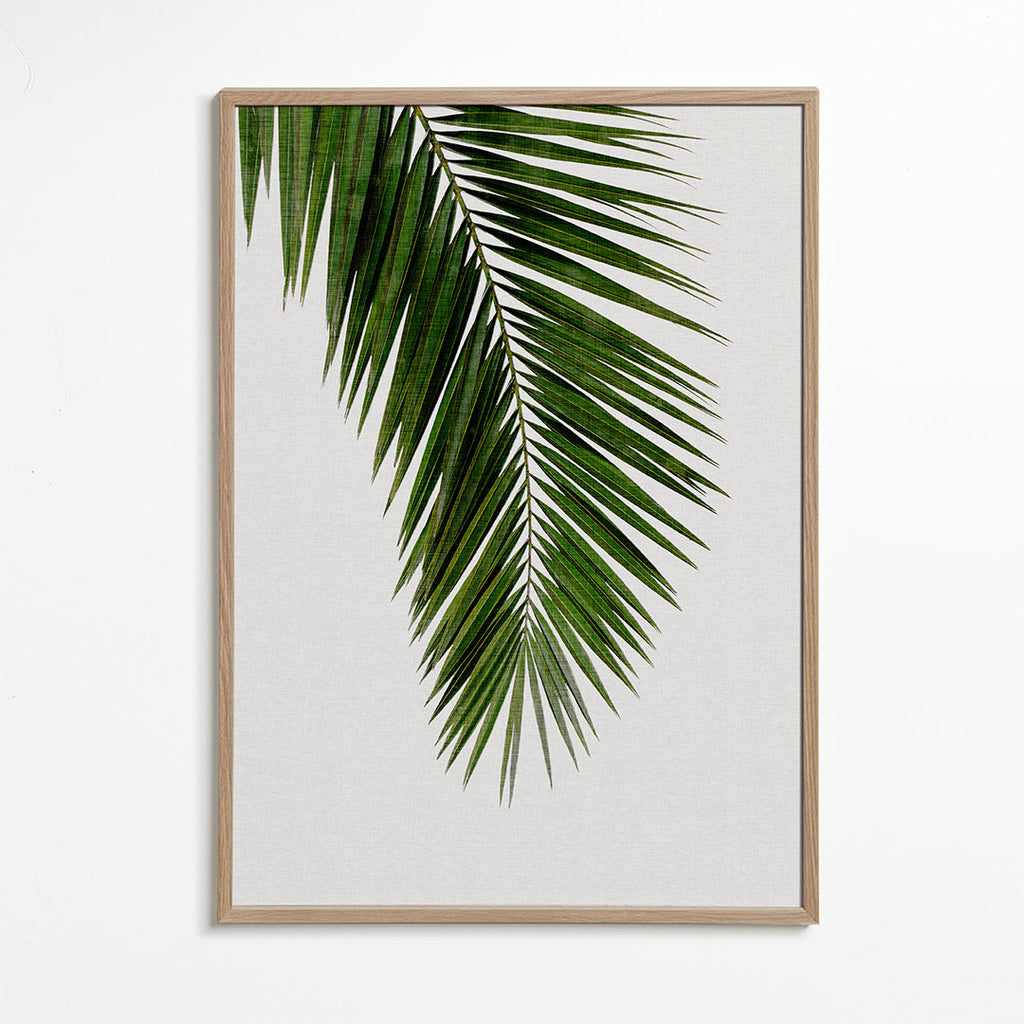 Botanisk plakat: vertikalt palmeblad