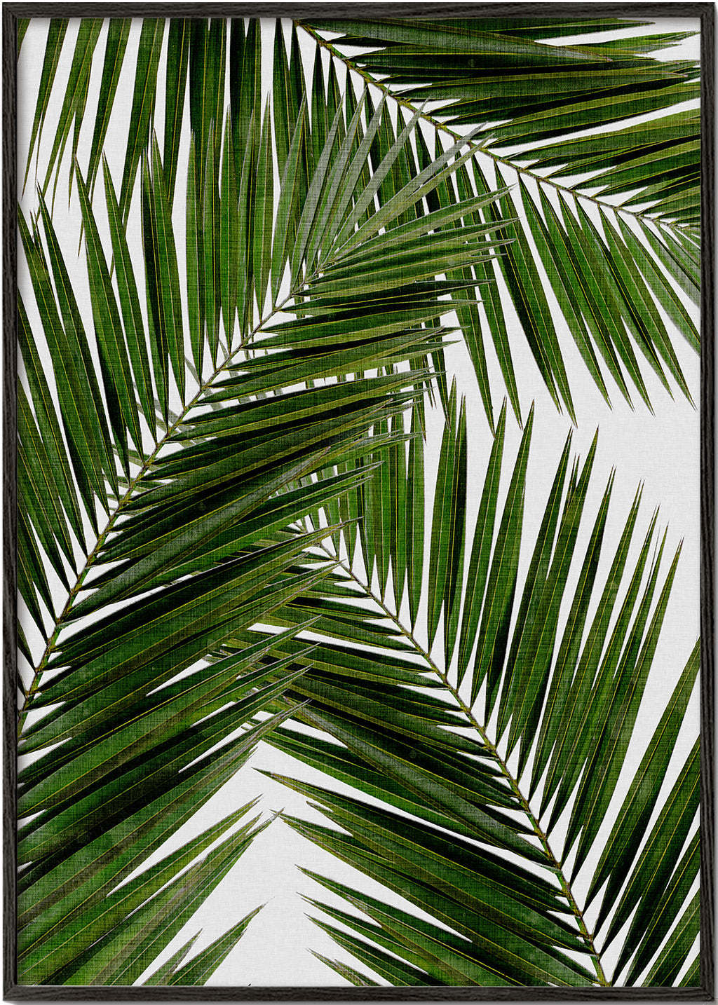 Botanisk plakat palmeblade