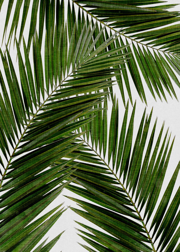 Botanisk plakat palmeblade