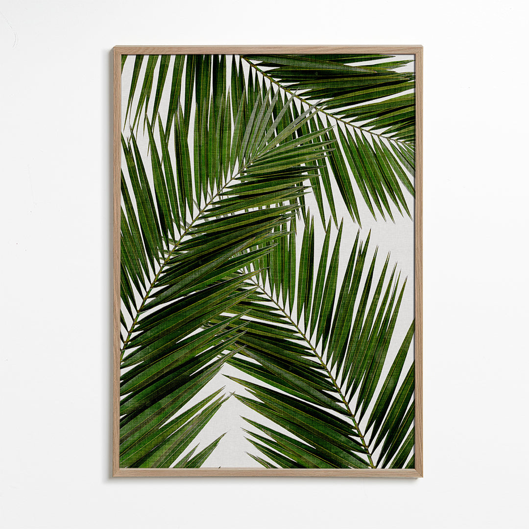 Botanisk plakat palmeblade