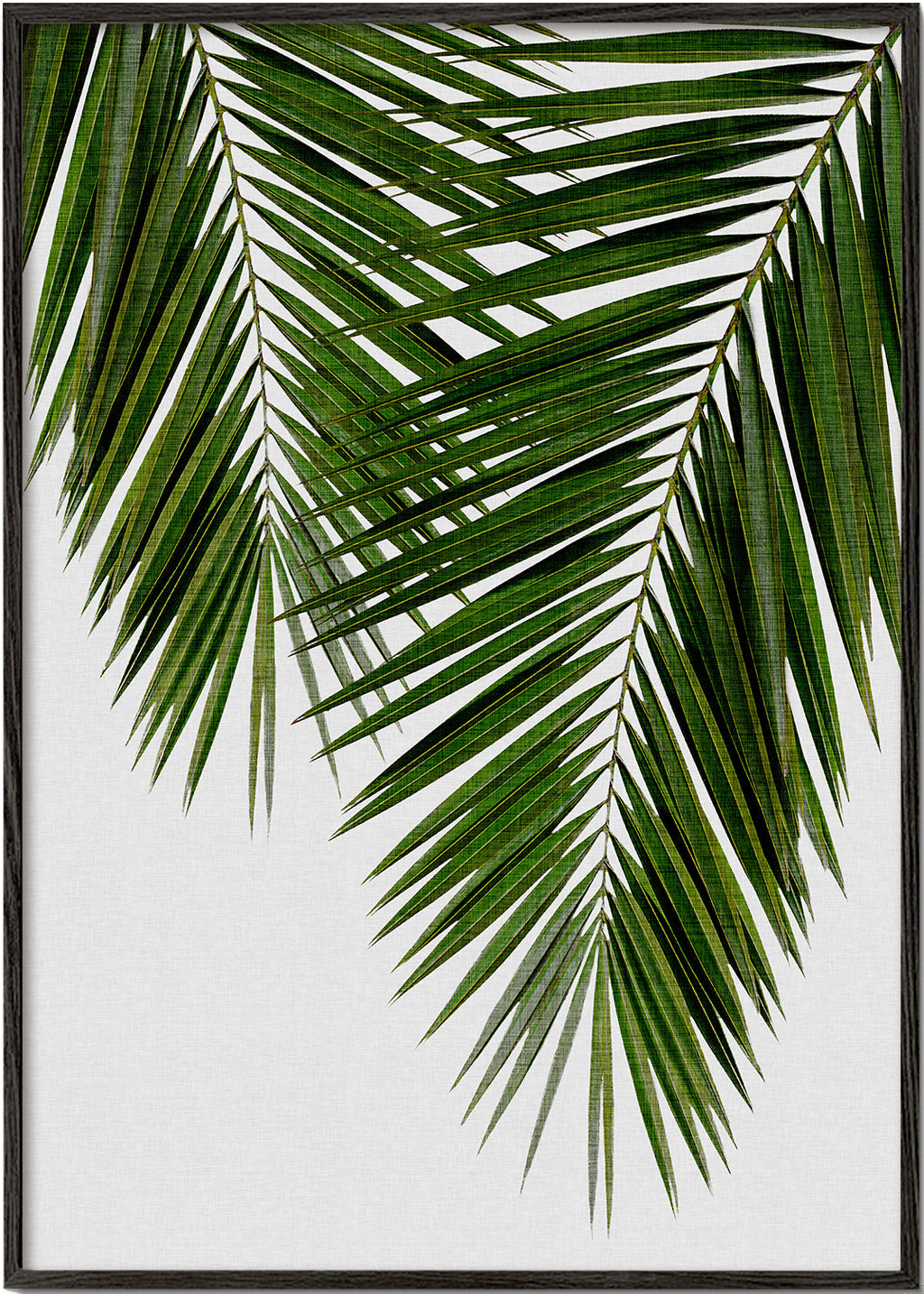 Botanisk plakat palmeblad