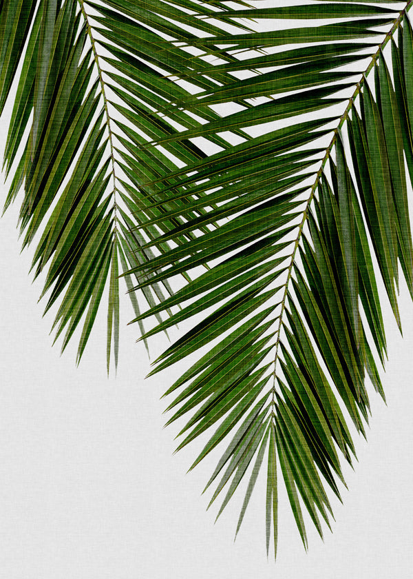 Botanisk plakat palmeblad