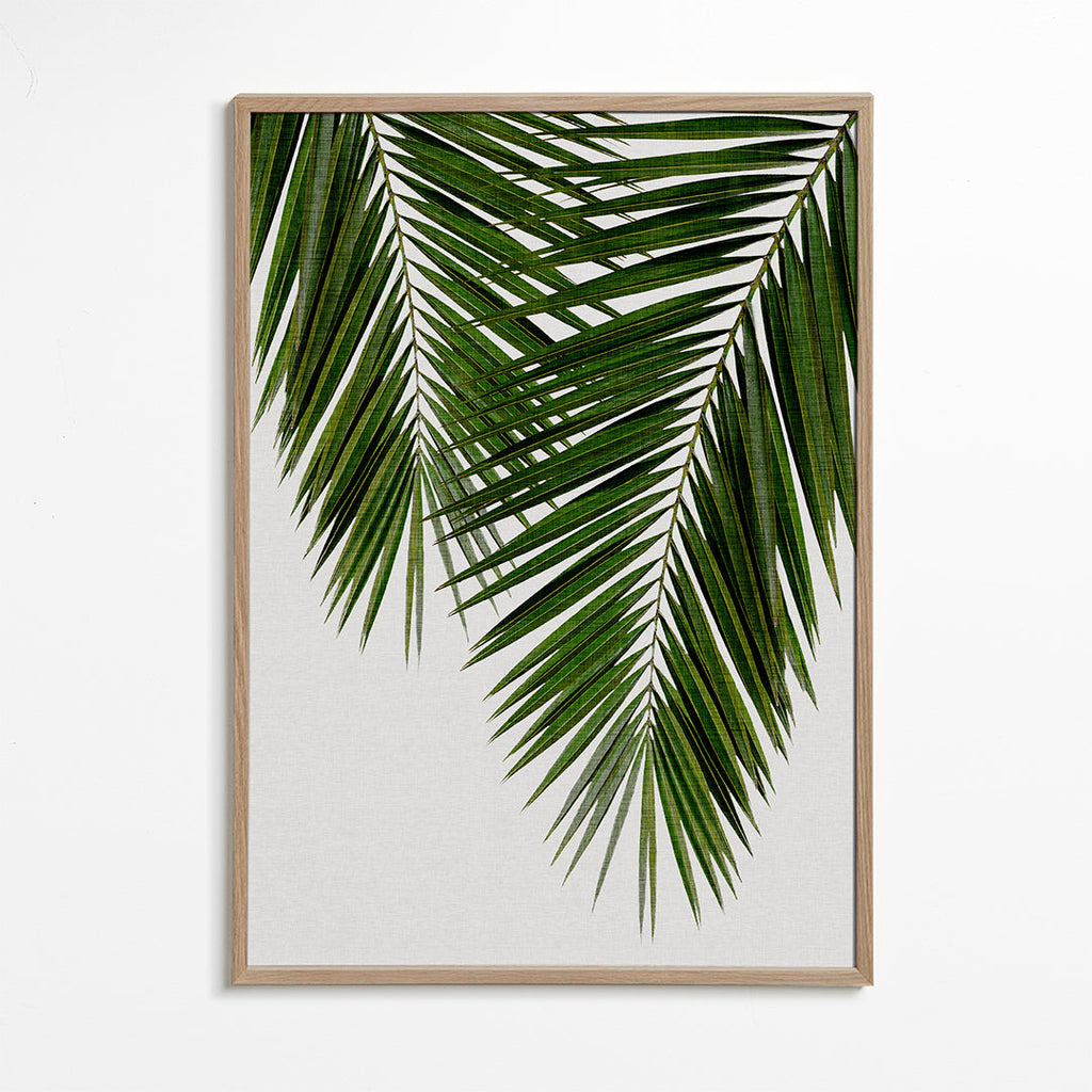 Botanisk plakat palmeblad