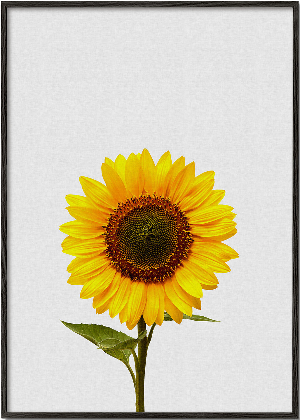 Botanisk plakat: isoleret solsikke