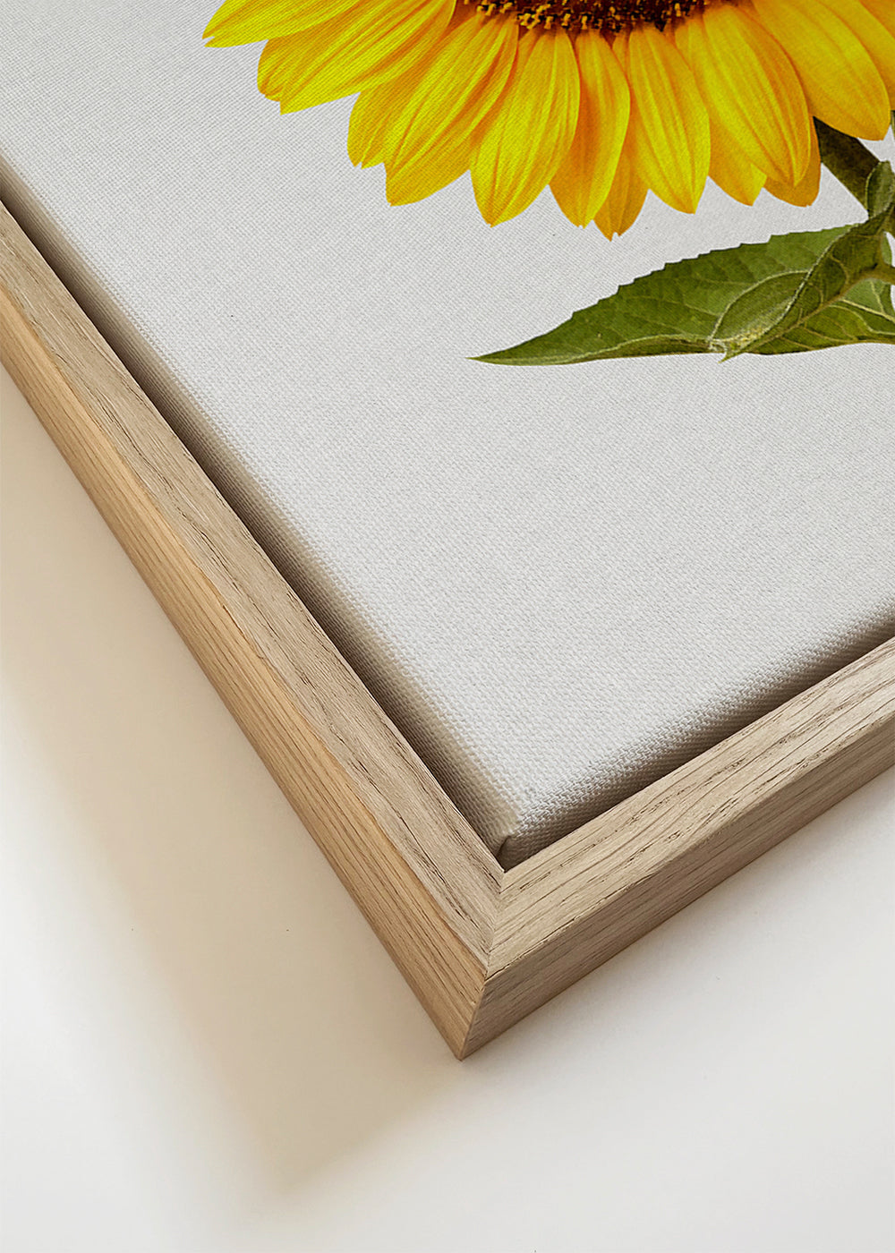 Botanisk plakat: isoleret solsikke