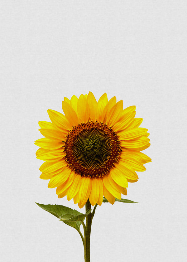 Botanisk plakat: isoleret solsikke