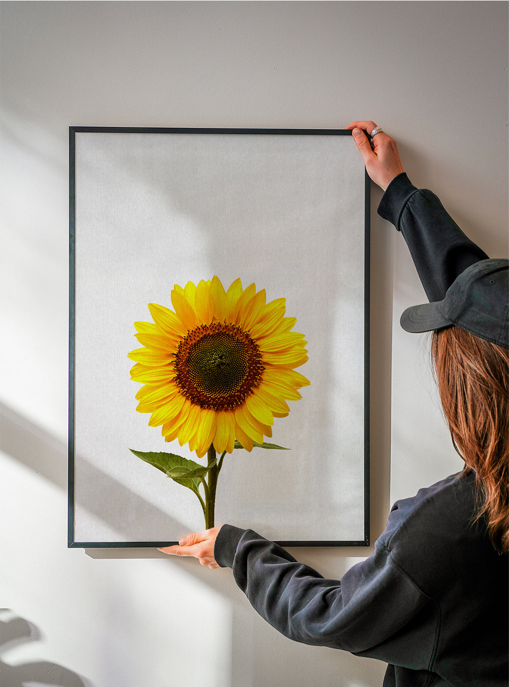 Botanisk plakat: isoleret solsikke