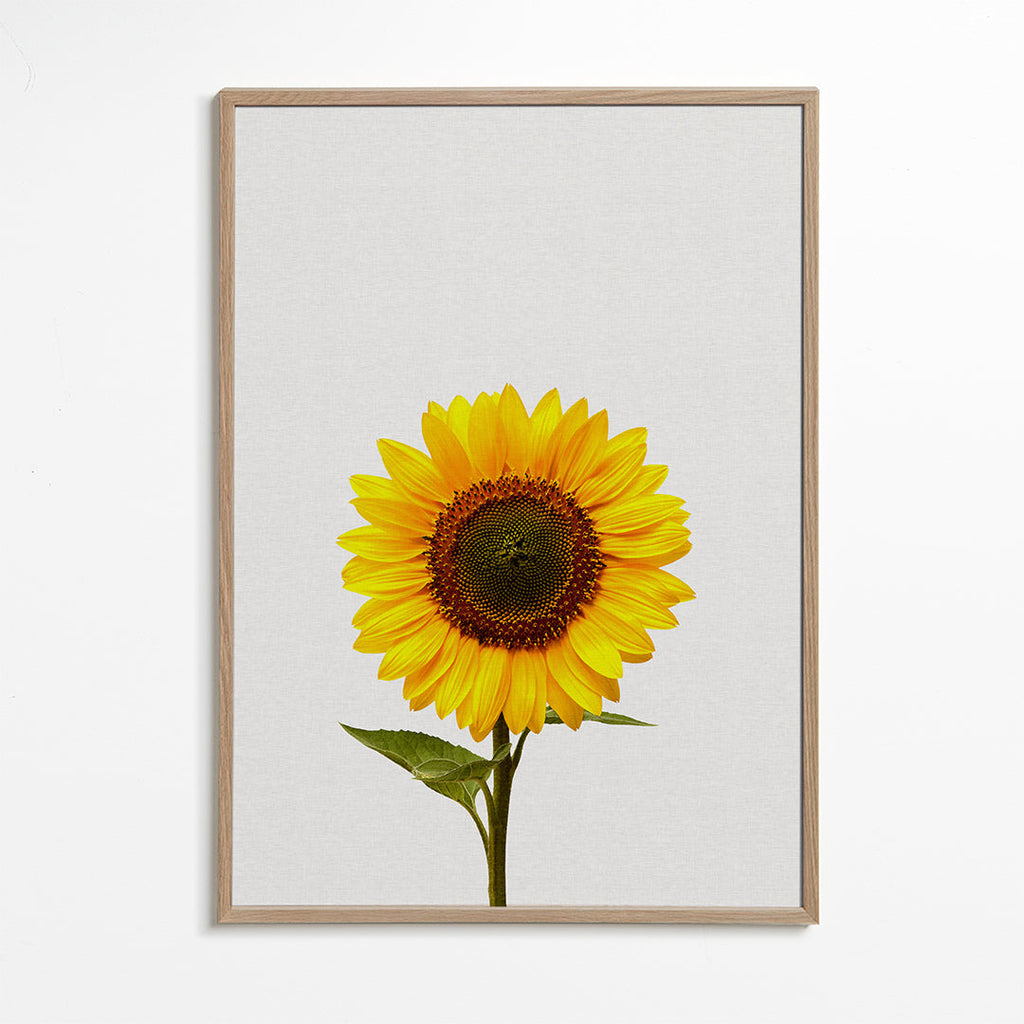 Botanisk plakat: isoleret solsikke