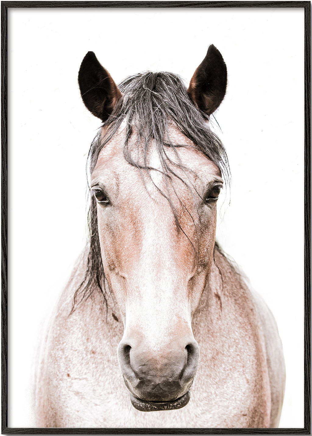 Hest portræt minimalistisk