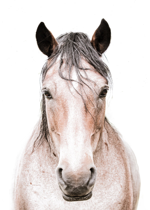 Hest portræt minimalistisk