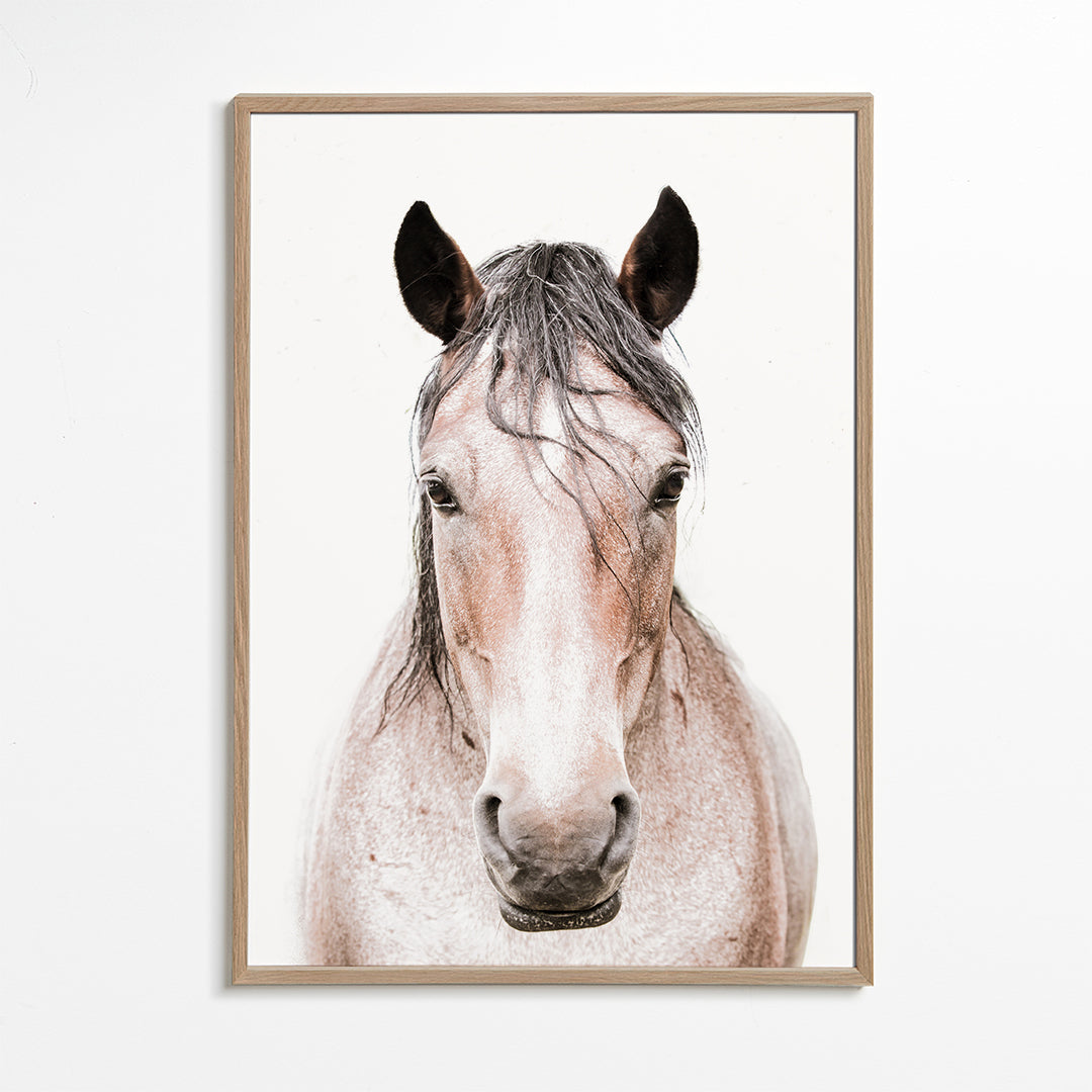 Hest portræt minimalistisk
