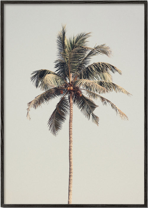 Landskabskunst: ensom palme fotografi