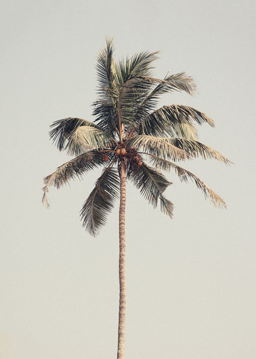 Landskabskunst: ensom palme fotografi