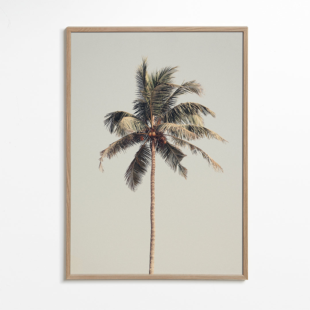 Landskabskunst: ensom palme fotografi