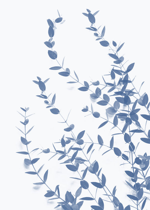 Botanisk plakat blå blade på lys baggrund