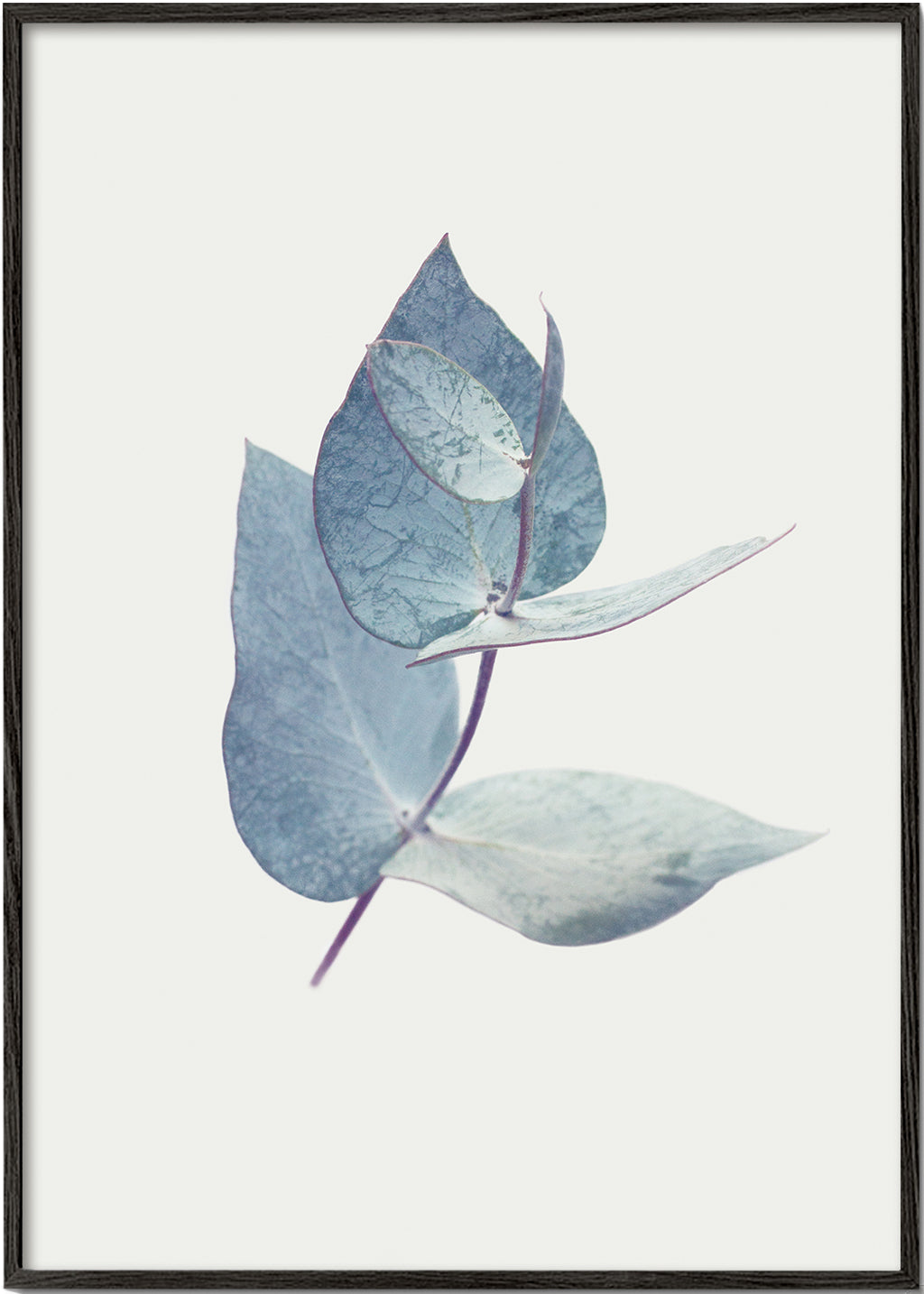 Botanisk plakat: eukalyptusblade i blid blå