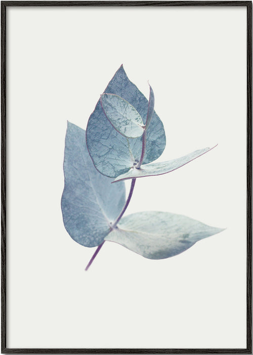 Botanisk plakat: eukalyptusblade i blid blå