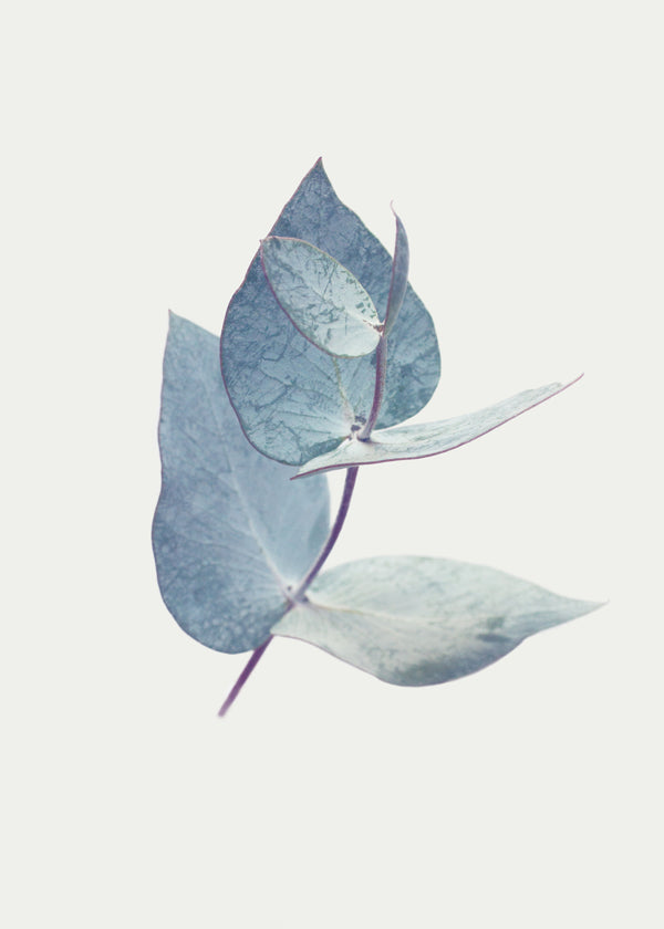 Botanisk plakat: eukalyptusblade i blid blå
