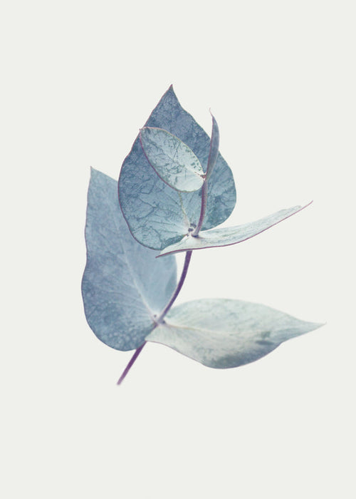 Botanisk plakat: eukalyptusblade i blid blå