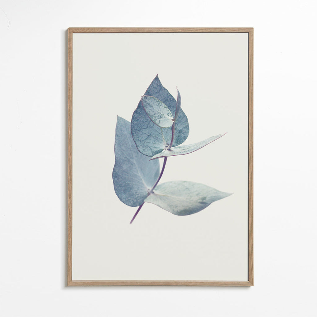 Botanisk plakat: eukalyptusblade i blid blå