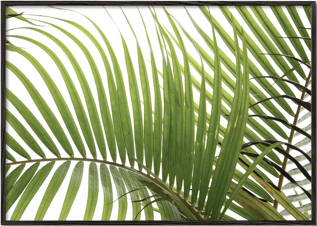 Botanisk plakat med palmeblade