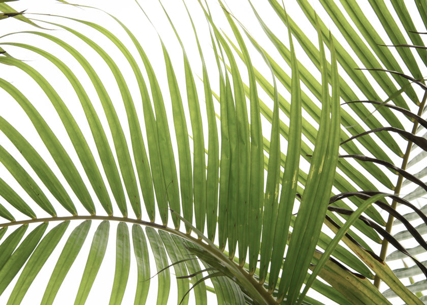 Botanisk plakat med palmeblade