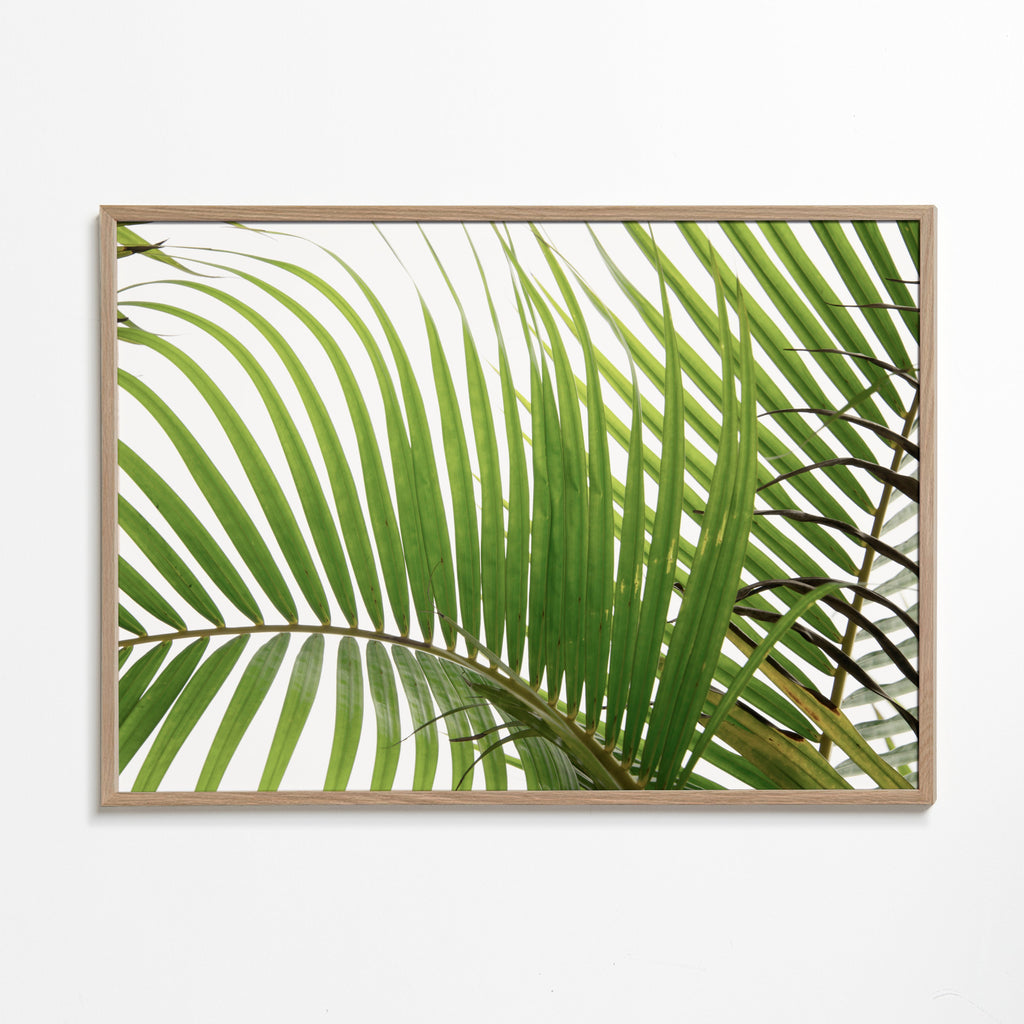 Botanisk plakat med palmeblade