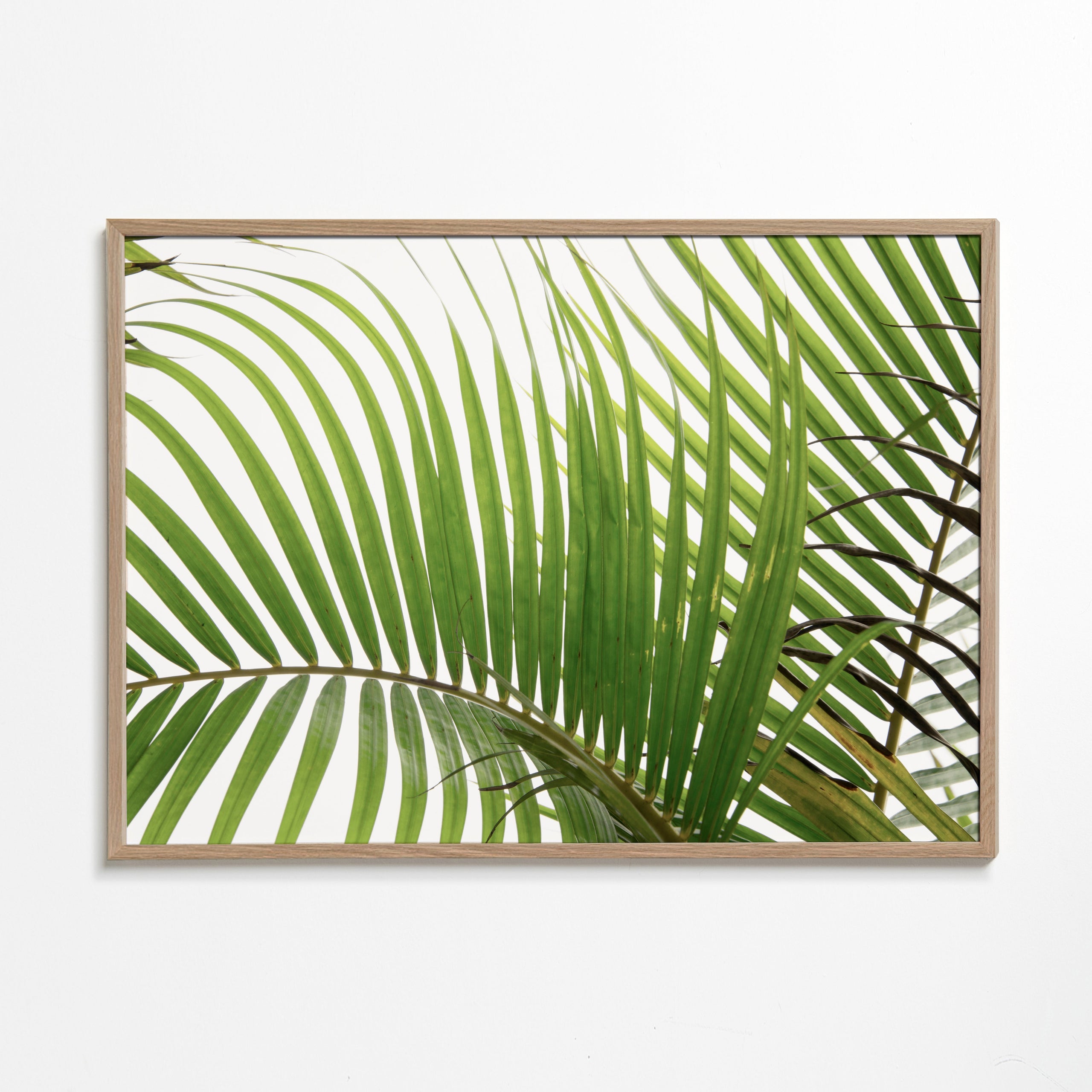 Botanisk plakat med palmeblade