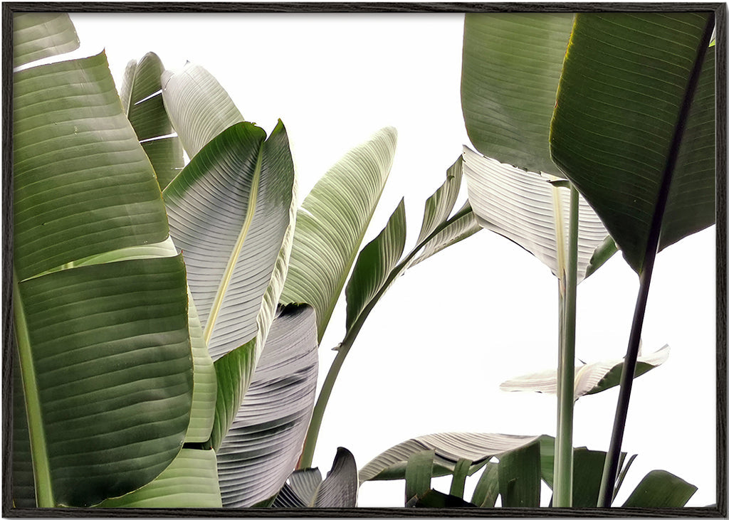 Botanisk plakat palmeblade