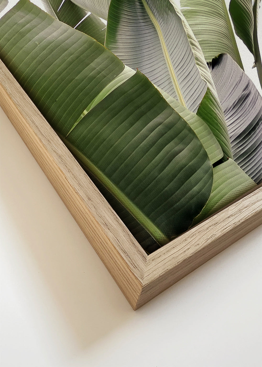 Botanisk plakat palmeblade