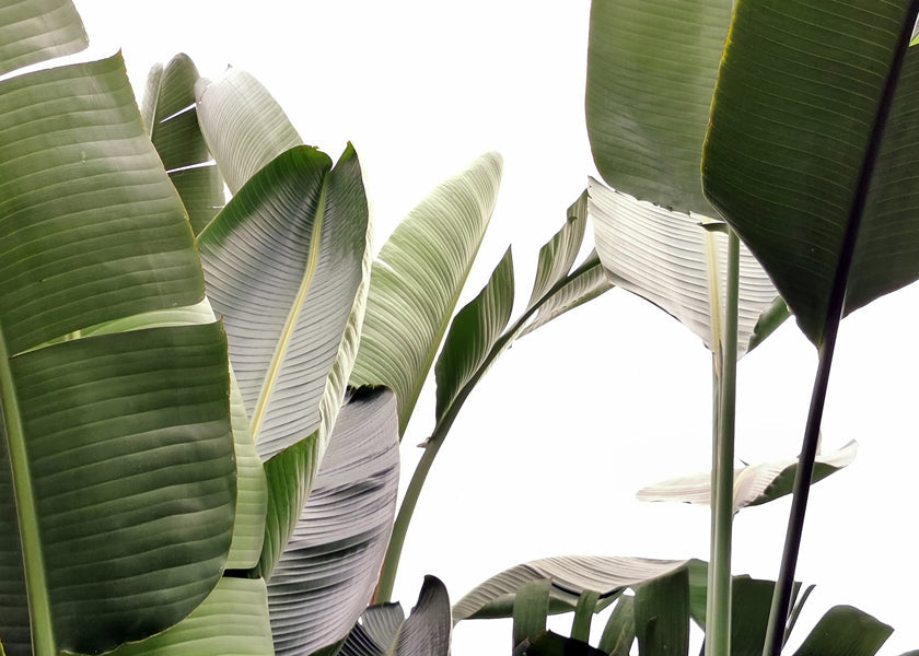 Botanisk plakat palmeblade