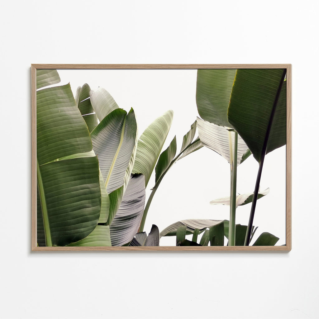 Botanisk plakat palmeblade