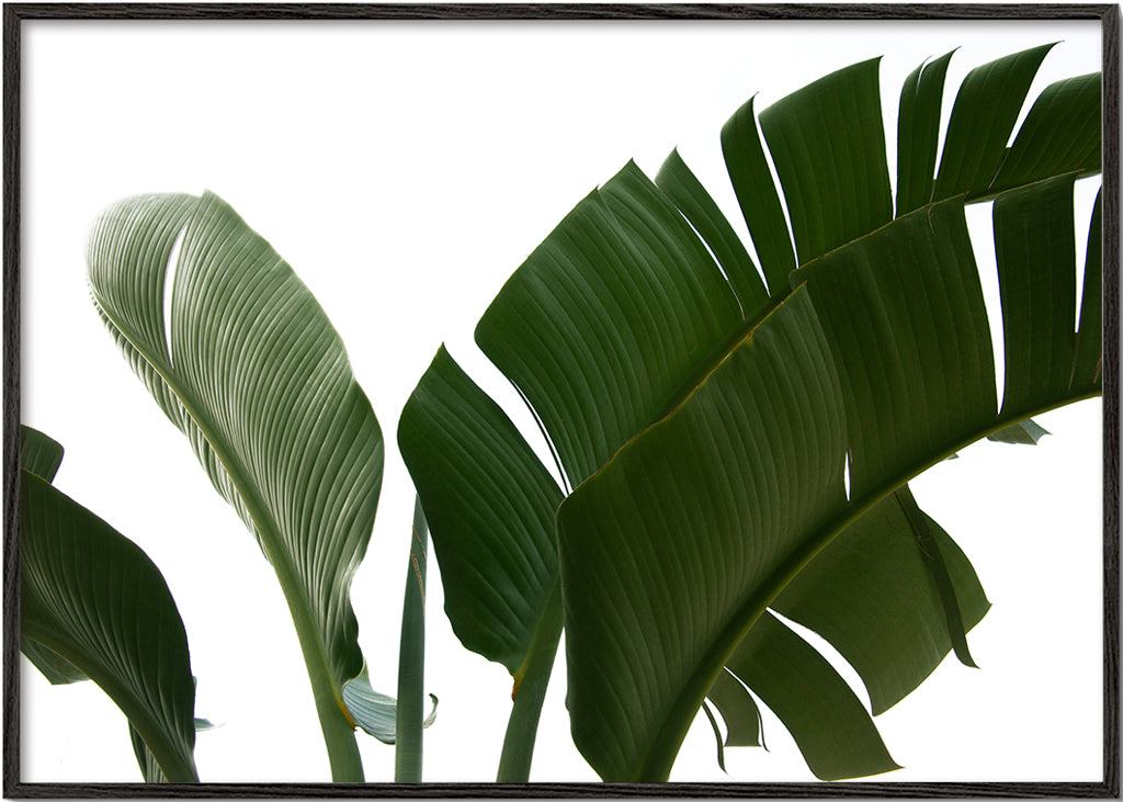 Botanisk plakat palmeblade