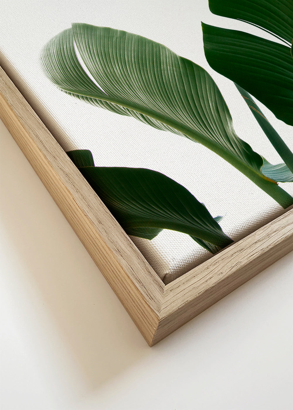 Botanisk plakat palmeblade