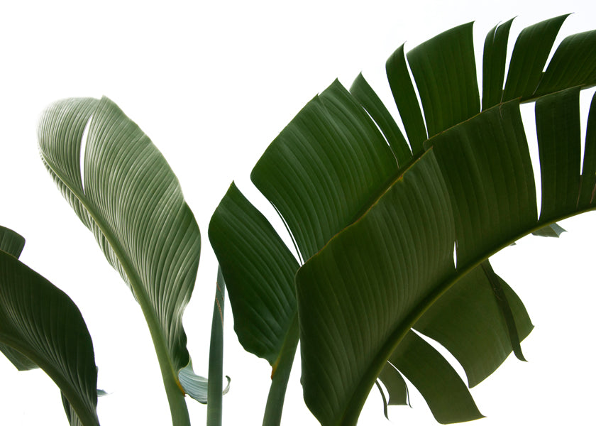 Botanisk plakat palmeblade