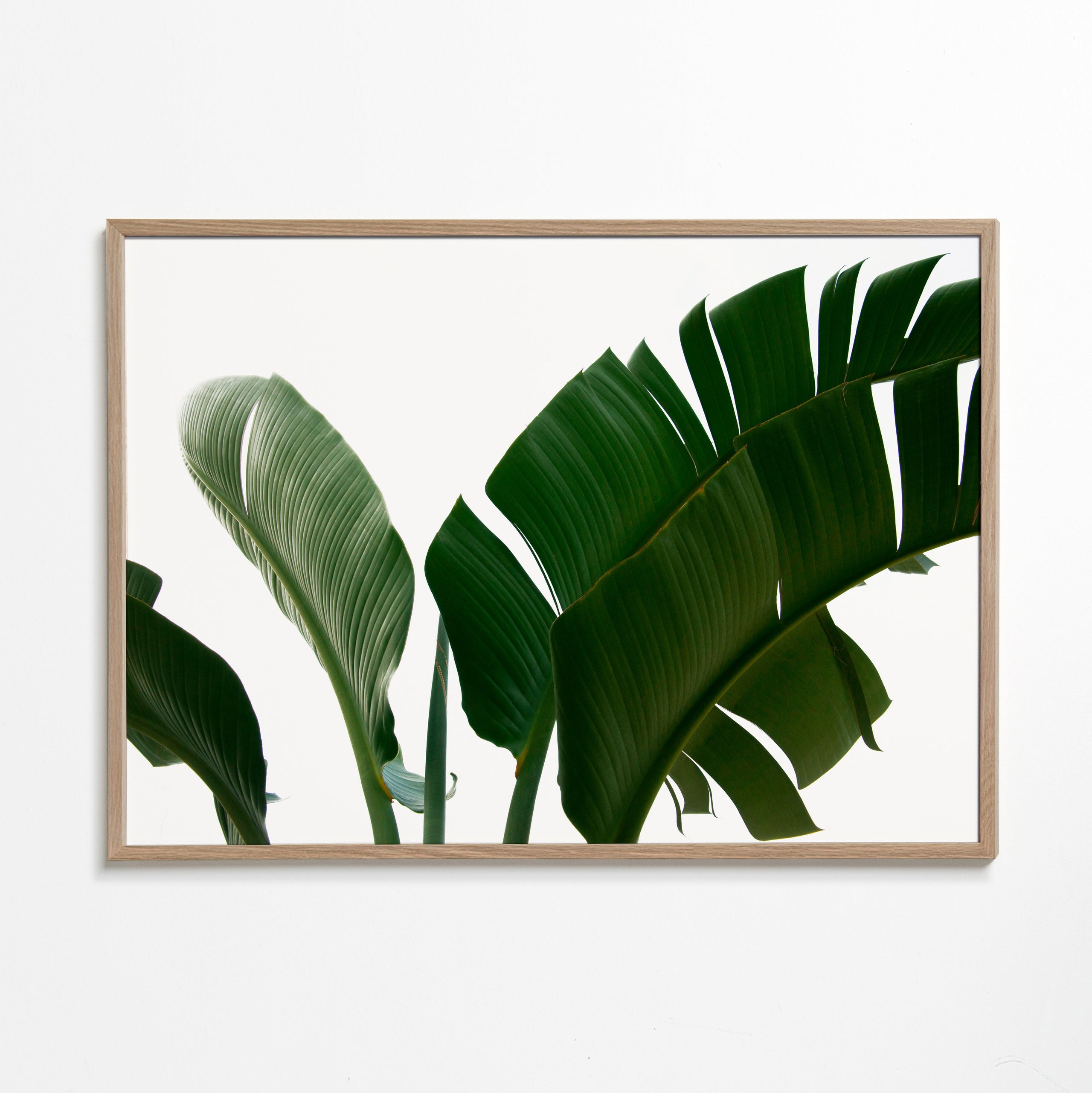 Botanisk plakat palmeblade