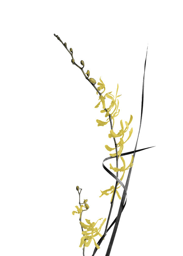 Botanisk plakat: gul orkidé minimal