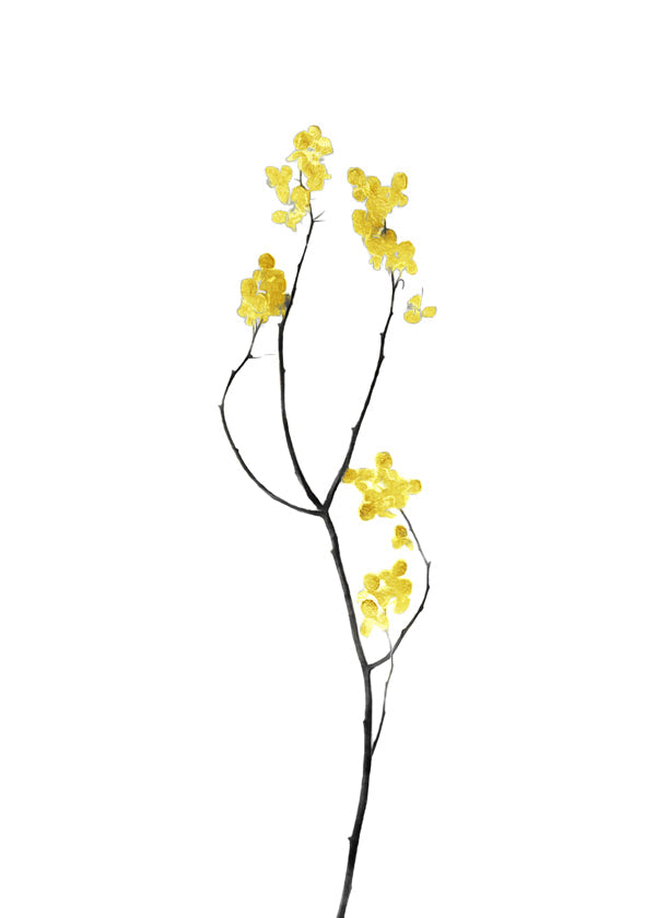 Botanisk plakat med gul gren
