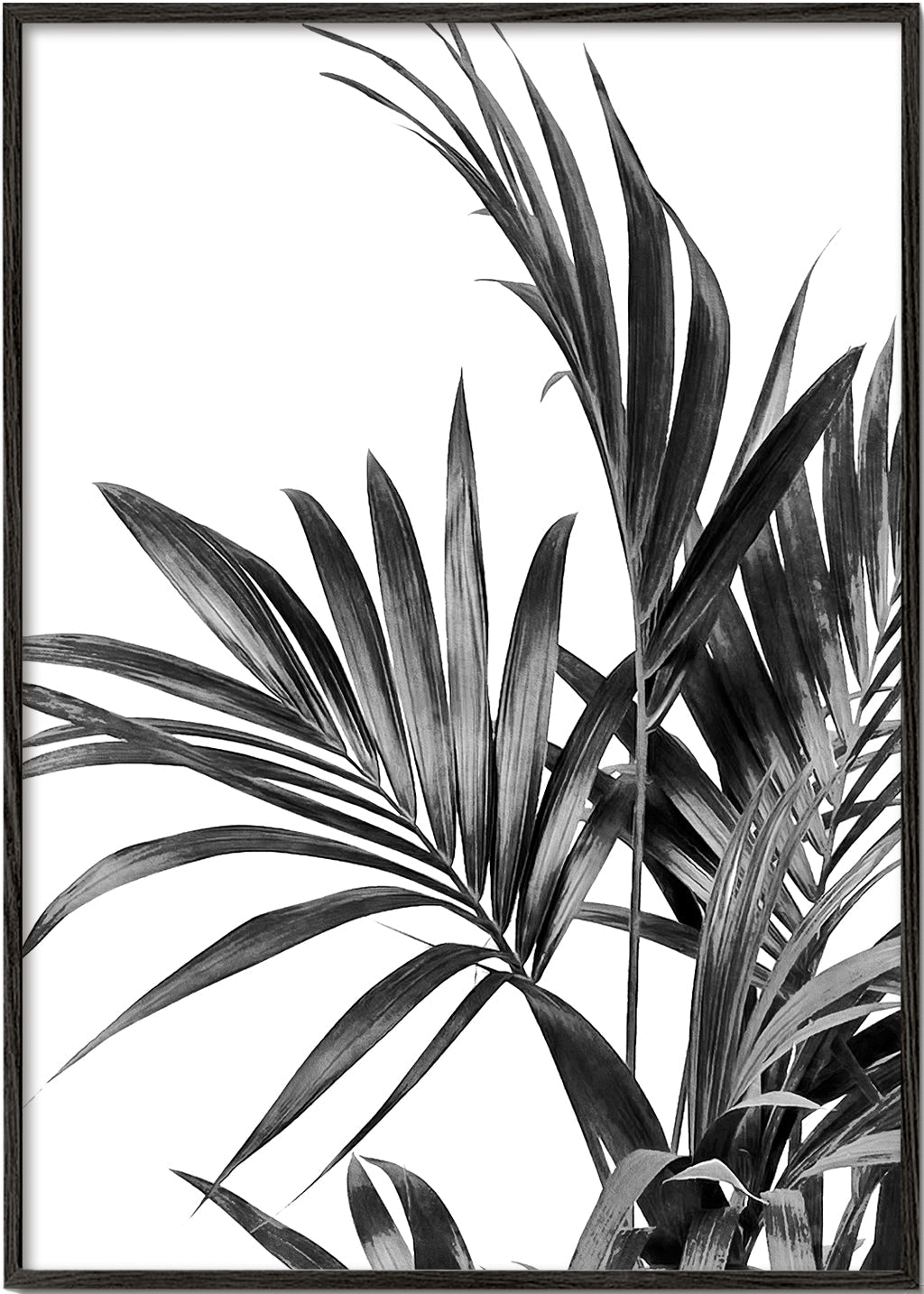 Botanisk plakat palmer i sort og hvid