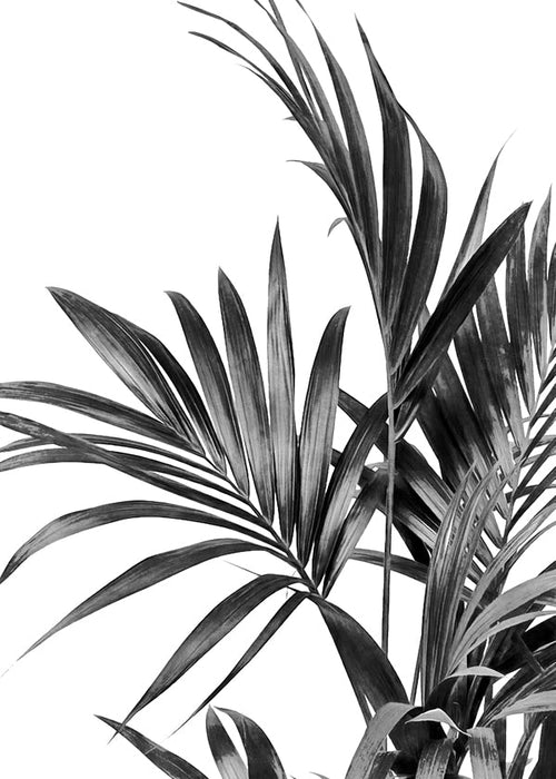 Botanisk plakat palmer i sort og hvid