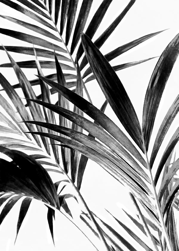 Botanisk plakat palmeblade i sort-hvid