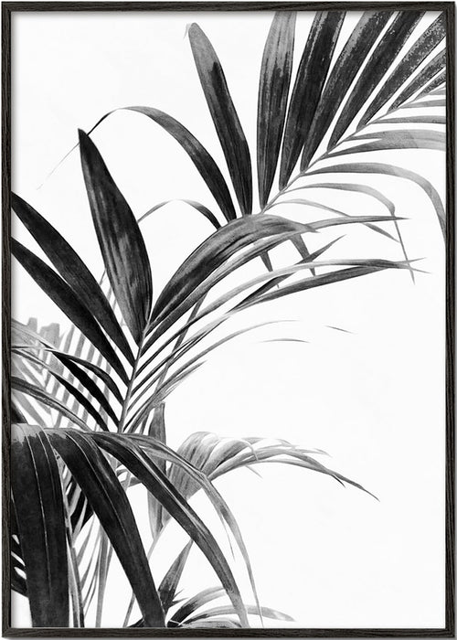 Botanisk plakat: palmeblade i sort-hvid