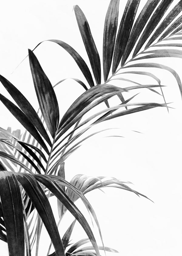 Botanisk plakat: palmeblade i sort-hvid