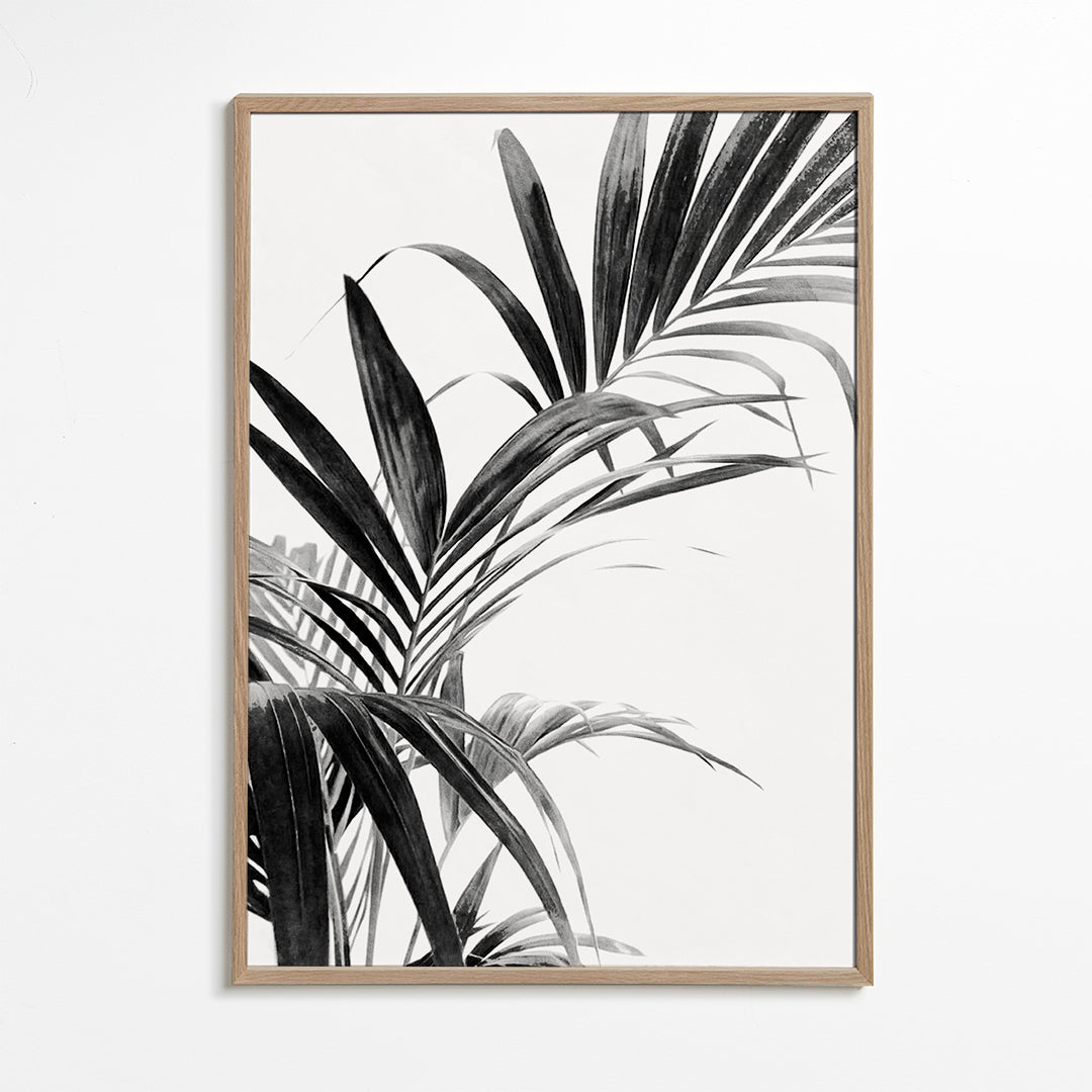 Botanisk plakat: palmeblade i sort-hvid