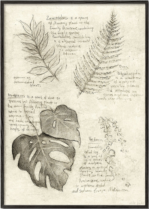 Botanisk plakat med bladstudie