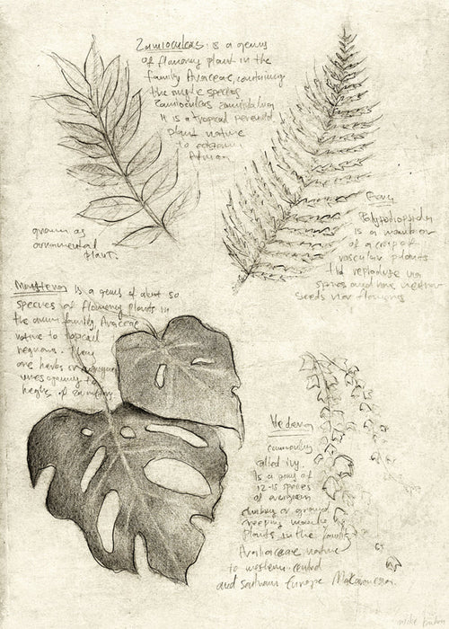 Botanisk plakat med bladstudie