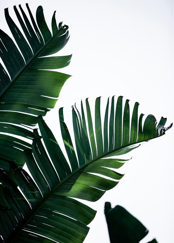 Botanisk plakat grønne blade vertikal
